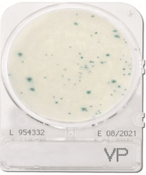Đĩa Compact Dry Vibrio Parahaemolyticus