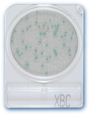 Đĩa Compact Dry Bacillus Cereus