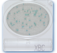 Đĩa Compact Dry Bacillus cereus | Bacillus cereus BC Nissui