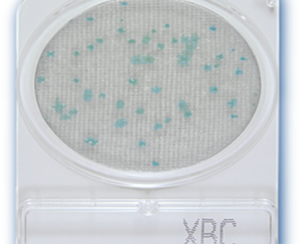 Đĩa Compact Dry Bacillus cereus | Bacillus cereus BC Nissui