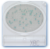 Đĩa Compact Dry Bacillus cereus | Bacillus cereus BC Nissui