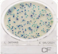 Đĩa Compact Dry kiểm tra Coliform | Coliform CF Nissui