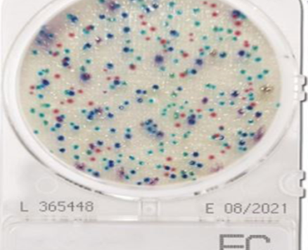 Đĩa Compact Dry Ecoli Coliform | Ecoli Coliform Nissui