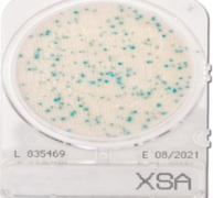Đĩa Compact Dry Staphylococcus aureus | Staphylococcus aureus Nissui