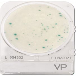 Đĩa Compact Dry Vibrio Parahaemolyticus | Vibrio VP Nissui