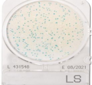 Đĩa Compact Dry kiểm tra Listeria spp. | Listeria spp. Nissui