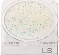 Đĩa Compact Dry kiểm tra Listeria spp. | Listeria spp. Nissui