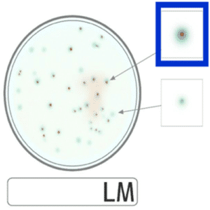 Đĩa Compact Dry Listeria monocytogenes