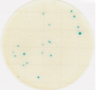 Đĩa Petrifilm kiểm tra Coliform | Easy Plate CC Kikkoman 61981