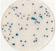 Đĩa Petrifilm Ecoli Coliform | Easy Plate EC Kikkoman 61982
