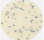 Đĩa Petrifilm Staphylococcus aureus | Easy Plate SA Kikkoman 61983