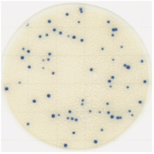 Đĩa Petrifilm Staphylococcus aureus 61983