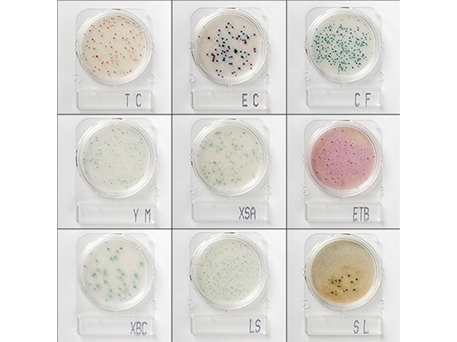 Đĩa test nhanh vi khuẩn Compact Dry