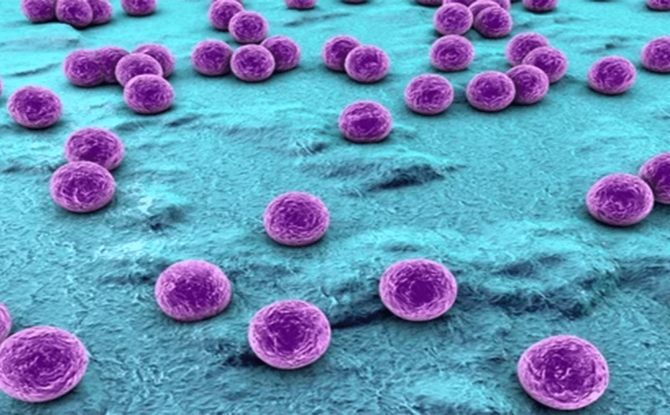 Staphylococcus trong thực phẩm