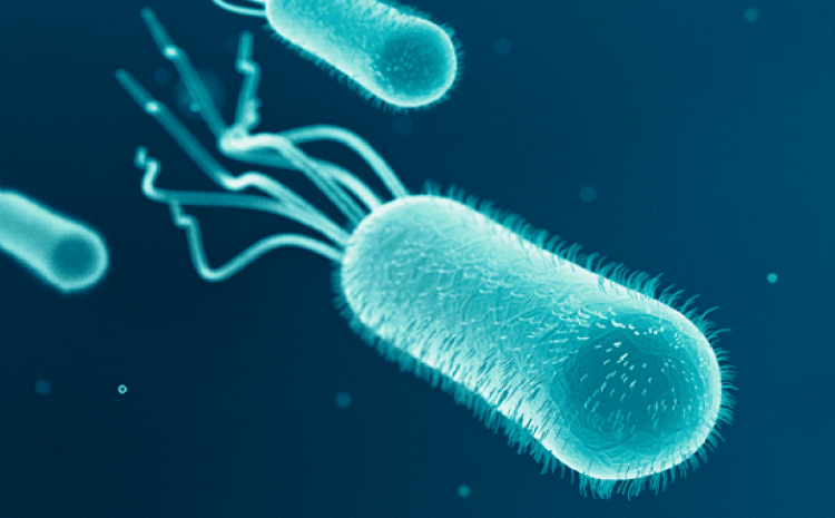 Vi khuẩn E coli_1
