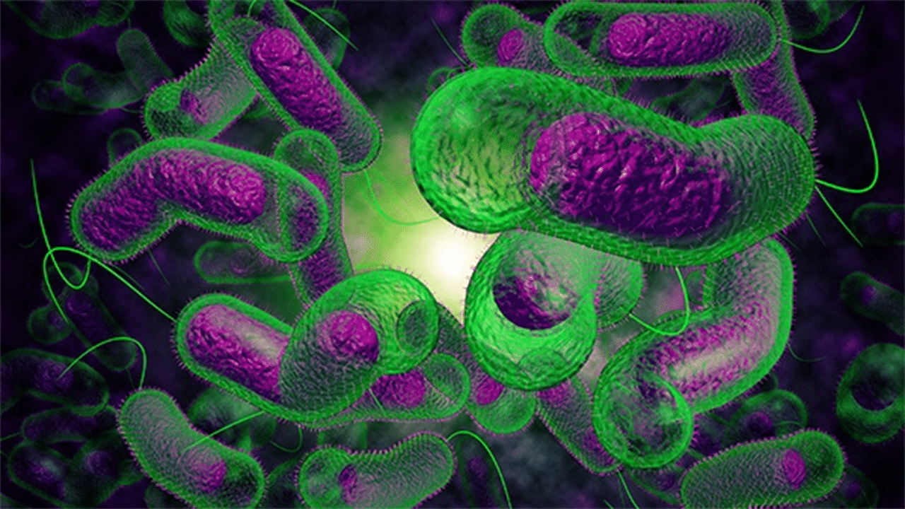 Vibrio parahaemolyticus | Mối nguy hại và kiểm nghiệm Vibrio ao nuôi tôm